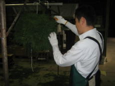 武蔵野酒造　杉玉作り